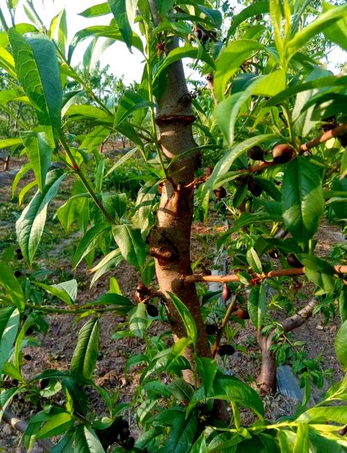 桃树怎样补硒(硒对桃树生长的影响)-硒宝网