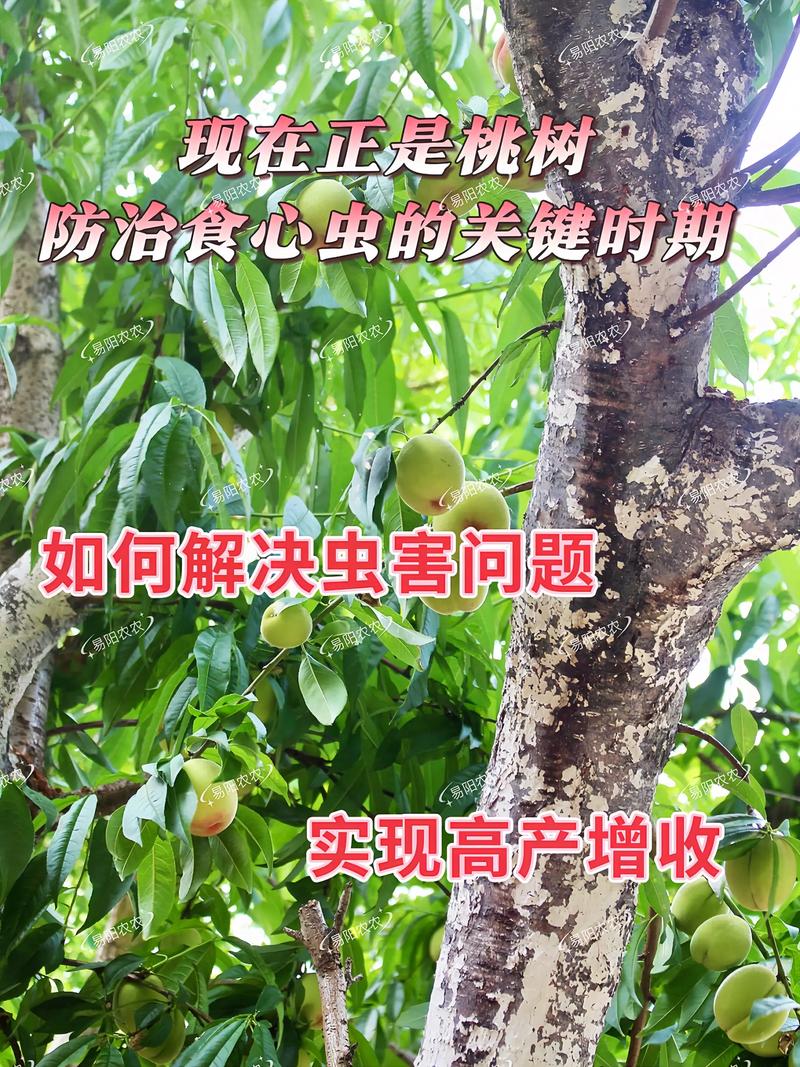 桃树怎样补硒(硒对桃树生长的影响)-硒宝网