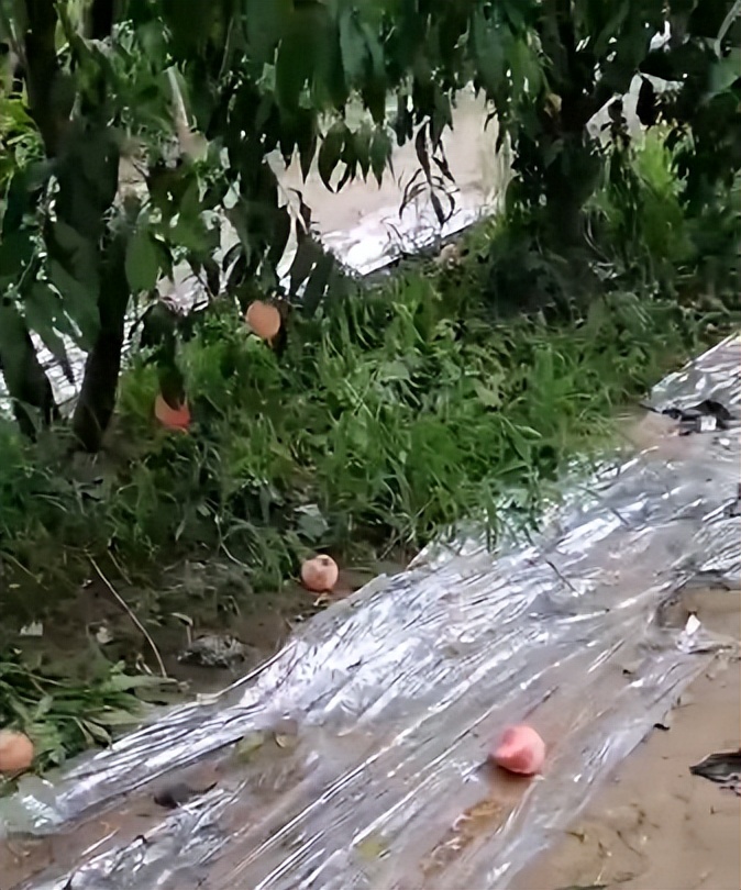 桃树怎样补硒（桃树酵素菌肥施肥技术）-硒宝网