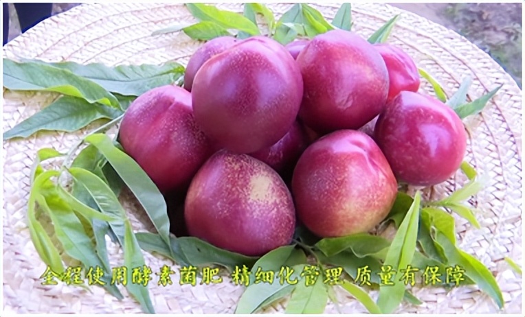 桃树怎样补硒（桃树酵素菌肥施肥技术）-硒宝网