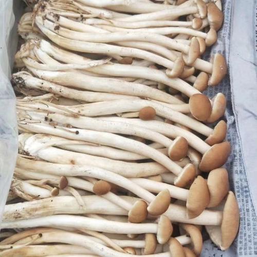 女性补硒食物（）-硒宝网