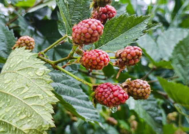 乙肝补硒食谱（养肝食物推荐）-硒宝网