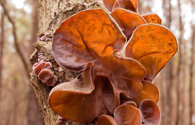 乙肝补硒食谱（养肝食物推荐）-硒宝网