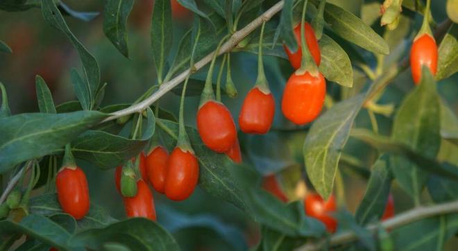 乙肝补硒食谱（养肝食物推荐）-硒宝网