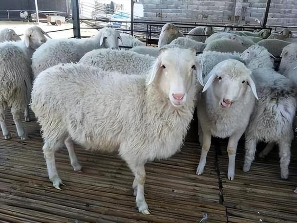 羔羊几天补硒（哺乳母羊产羔消毒用具）-硒宝网