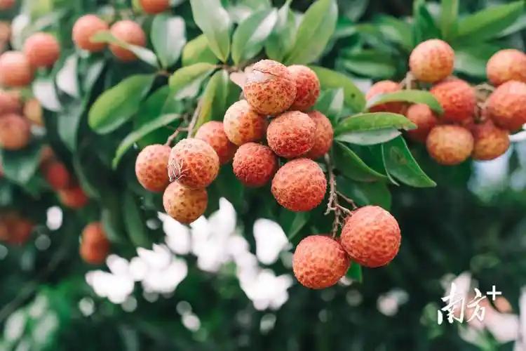 葡萄怎么补硒(甲状腺饮食调理)-硒宝网