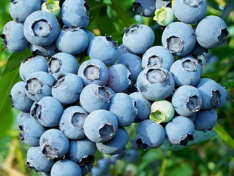 葡萄怎么补硒(甲状腺不好适合的水果推荐)-硒宝网