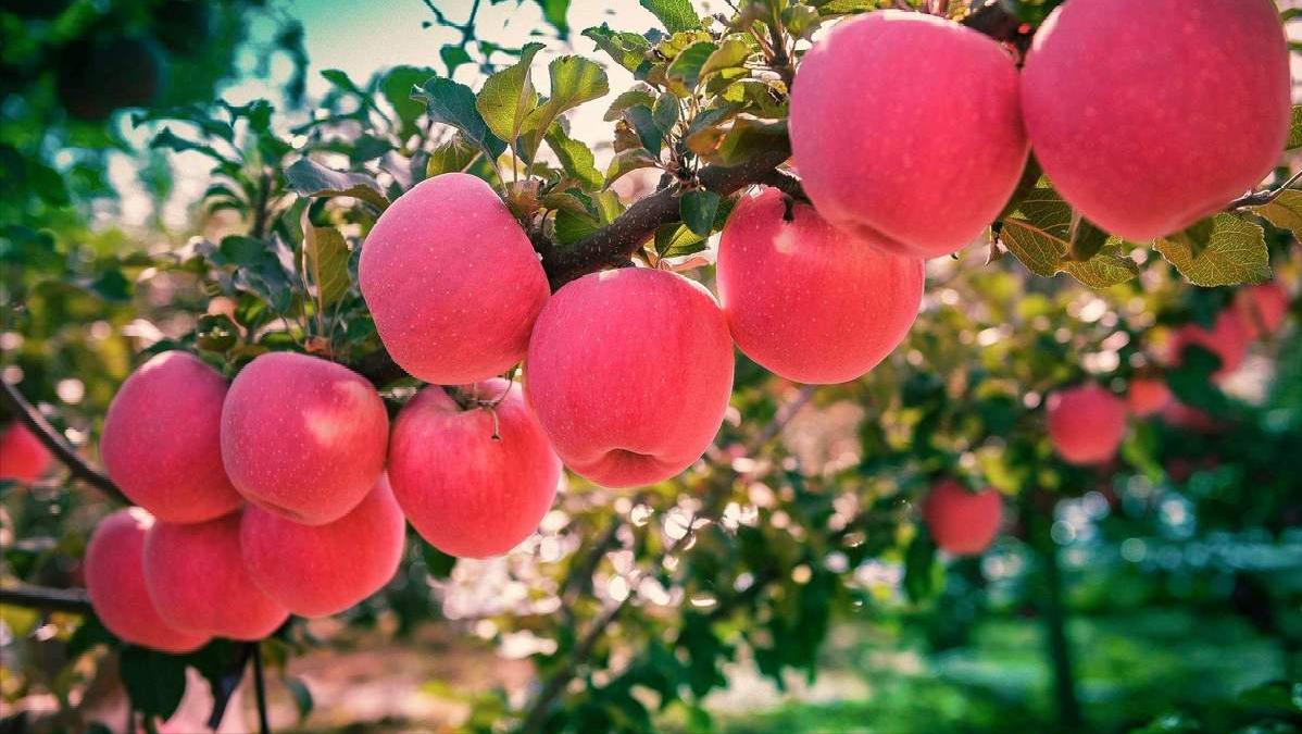 葡萄怎么补硒（硒摄入与甲状腺健康）-硒宝网