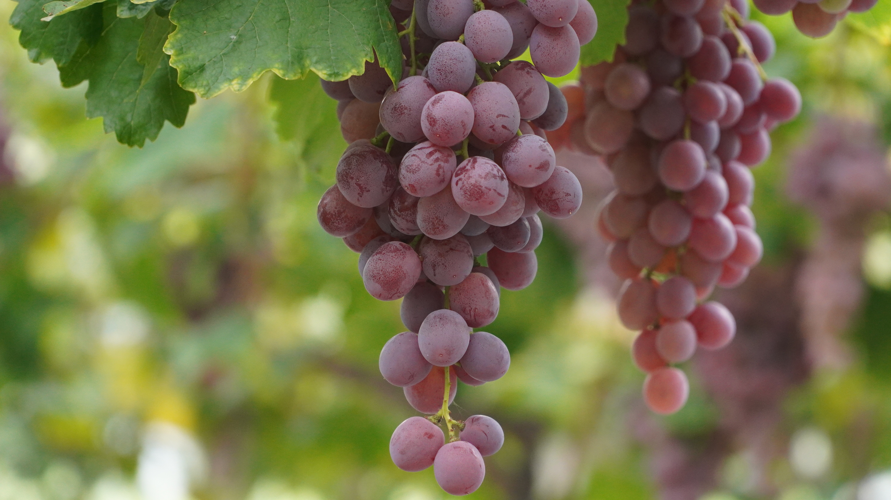葡萄怎么补硒（甲状腺疾病饮食调理）-硒宝网