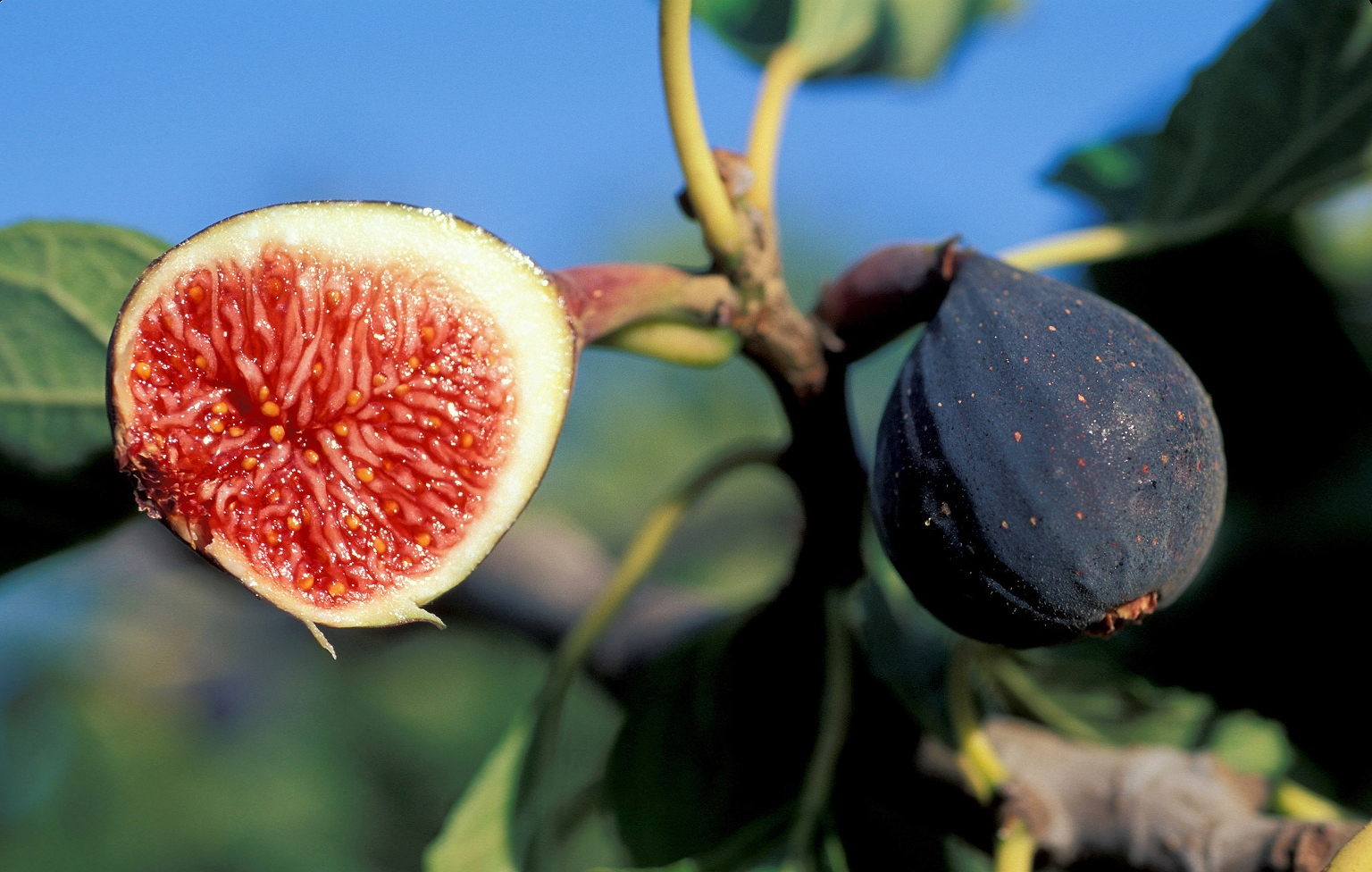 葡萄怎么补硒（甲状腺疾病饮食调理）-硒宝网