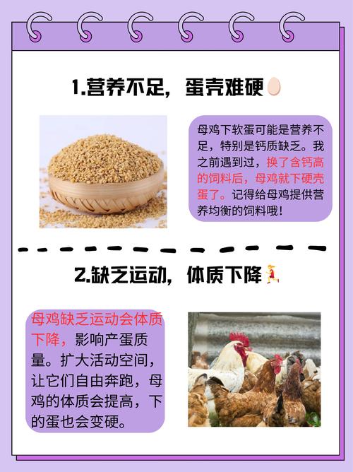 鸡为啥要补硒（蛋鸡脂肪肝预防）-硒宝网