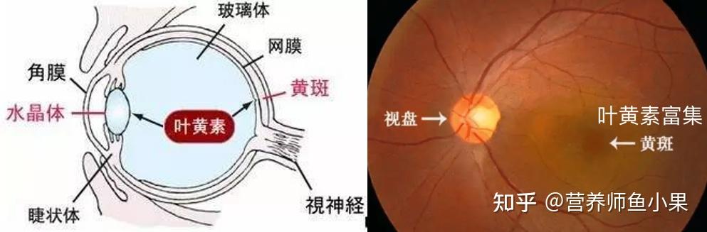 眼睛补硒价格（叶黄素酯与叶黄素区别）-硒宝网