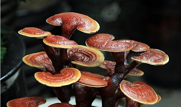 吃螃蟹能补硒（）-硒宝网