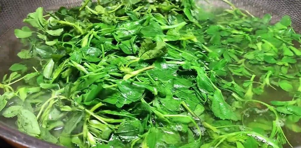 鹅肝可以补硒(凉拌苜蓿做法)-硒宝网