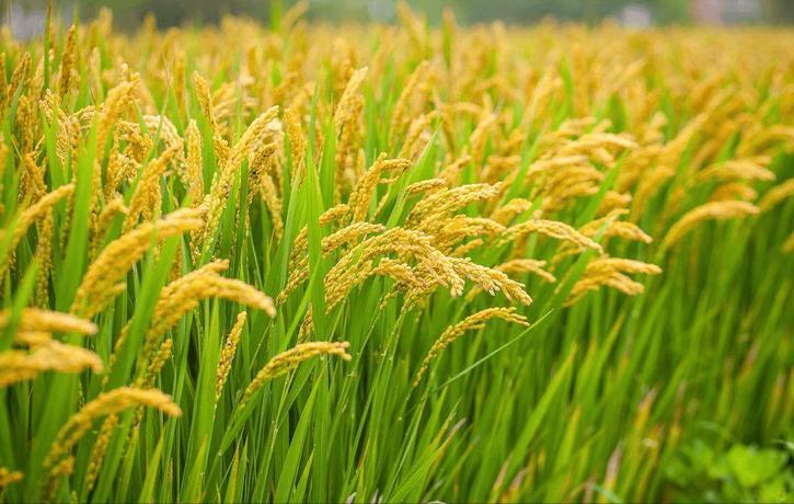 补硒类的药物（硒缺乏对健康的影响）-硒宝网