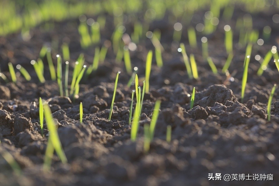 补硒要禁酒吗（胃癌土壤硒含量）-硒宝网