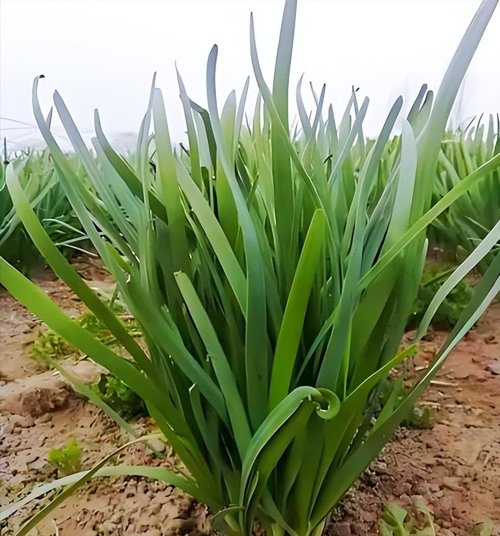 补硒的的蔬菜(硒与甲状腺疾病关系)-硒宝网