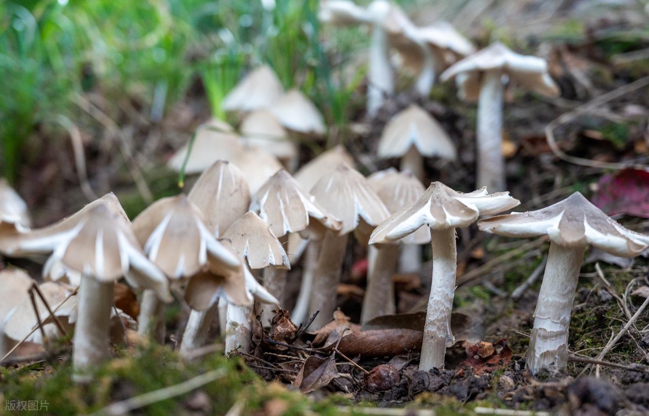 吃啥补硒最好()-硒宝网