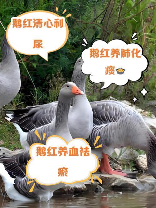 鹅可以补硒吗(鸭鹅白肌病维生素E硒缺乏)-硒宝网