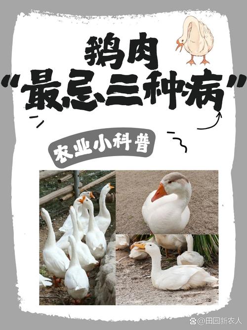 鹅可以补硒吗(鸭鹅白肌病维生素E硒缺乏)-硒宝网