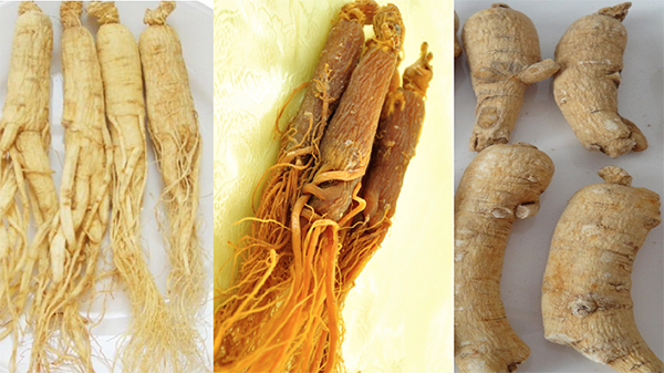 补硒参是什么(人参不同品种如何区分)-硒宝网