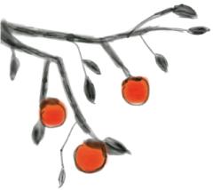 补硒参是什么（生晒参西洋参红参高丽参功效）-硒宝网