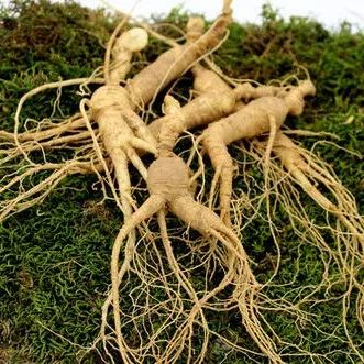 补硒参是什么（生晒参西洋参红参高丽参功效）-硒宝网