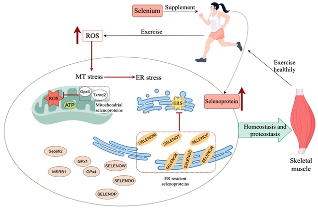 不补硒的危害（selenoproteins and muscle function）-硒宝网