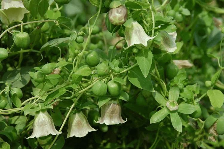 补硒参是什么（）-硒宝网