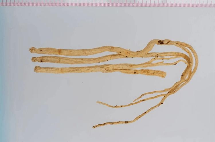 补硒参是什么（）-硒宝网