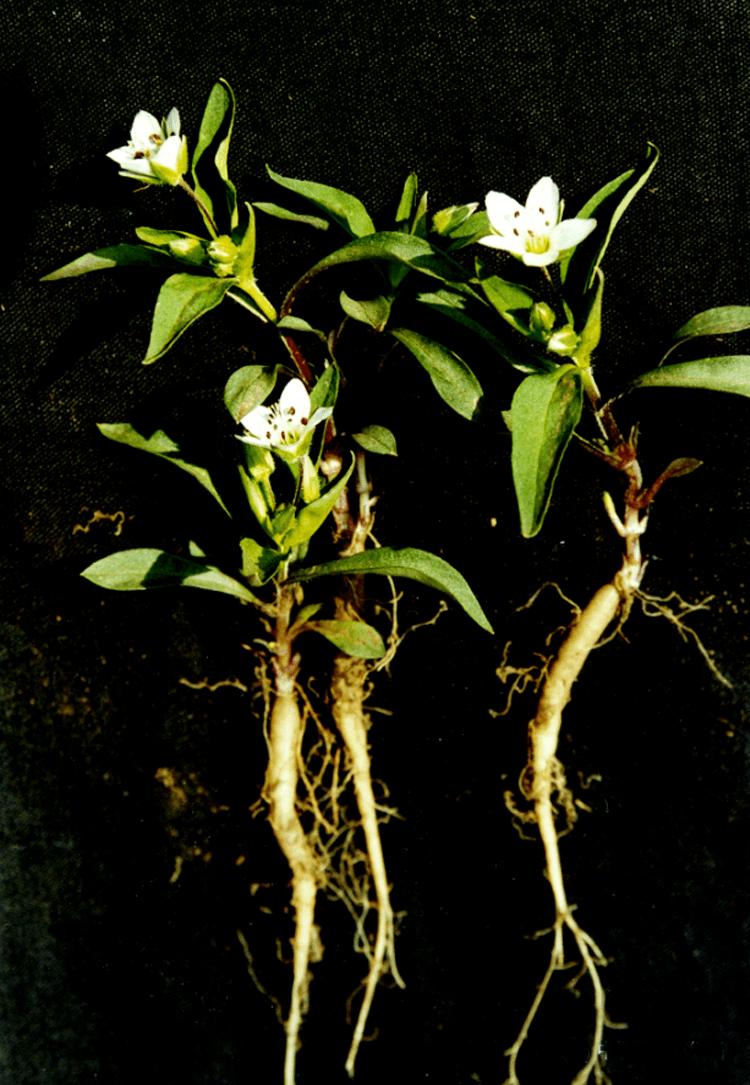 补硒参是什么（）-硒宝网