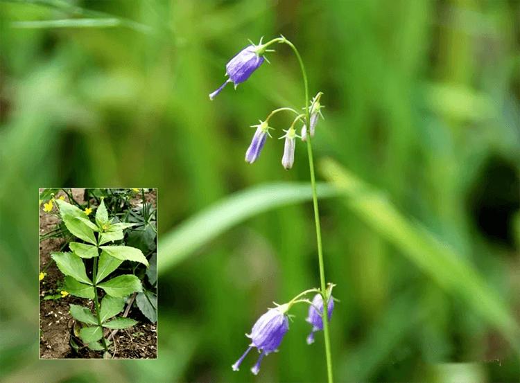 补硒参是什么（）-硒宝网