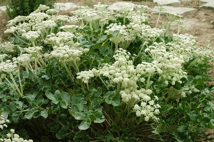 补硒参是什么（）-硒宝网