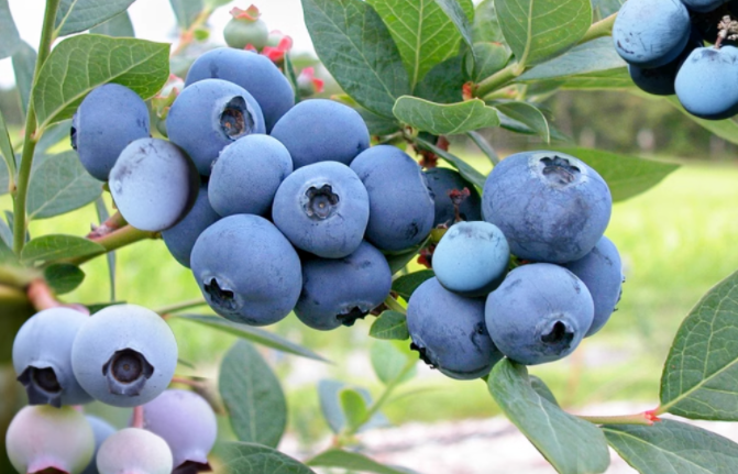 补硒排毒组合（海带香菜大蒜排毒食物）-硒宝网