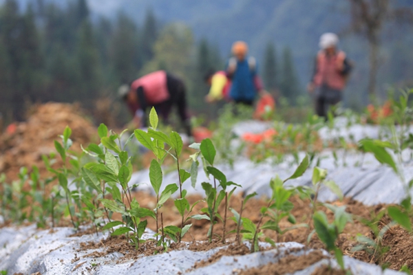 湖南补硒杨?。ê细晃低贫绱逭裥耸痉断兀?硒宝网