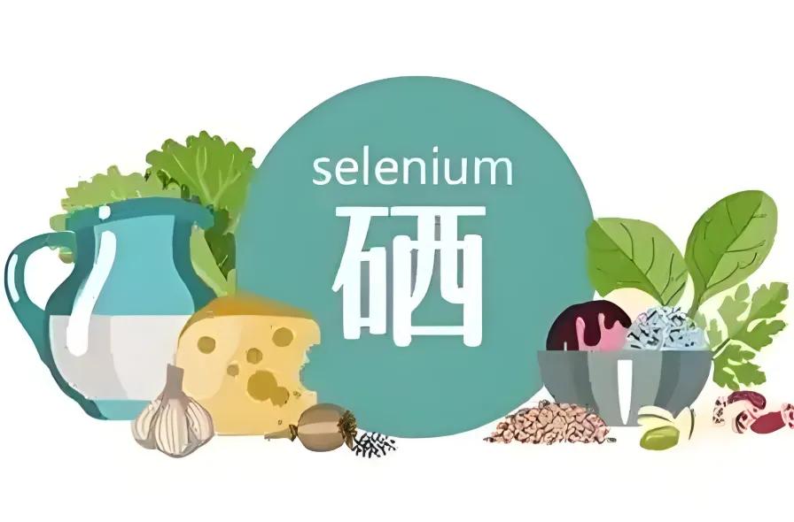 肾功能与补硒(硒元素与肾脏健康关系)-硒宝网
