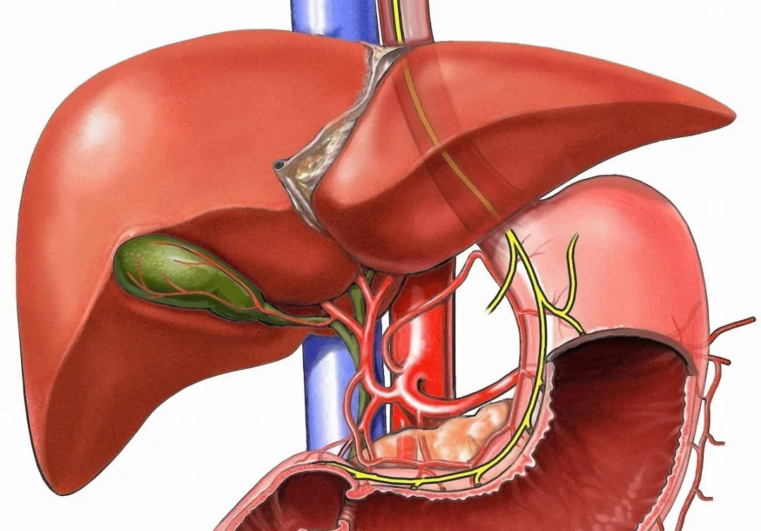 补硒年终总结（硒与肝纤维化关系研究）-硒宝网
