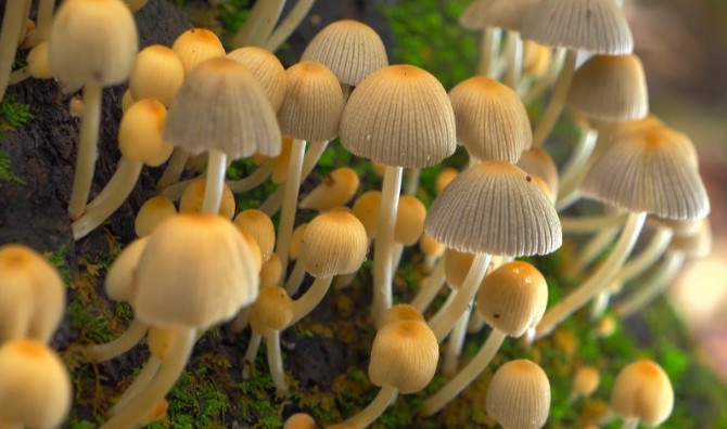 补硒降低心梗（五月补硒心脏健康）-硒宝网