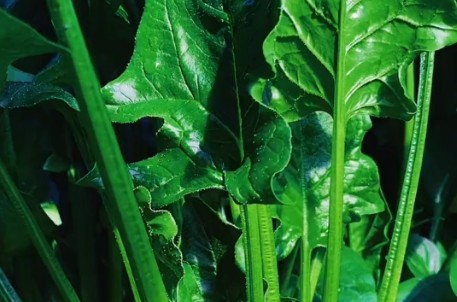 补硒降低心梗（五月补硒心脏健康）-硒宝网