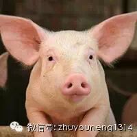 母猪能补硒吗(后备母猪保健要点)-硒宝网