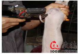 新生仔猪补硒(新生仔猪生理特点)-硒宝网