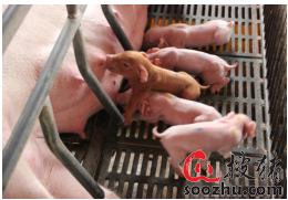 新生仔猪补硒(新生仔猪生理特点)-硒宝网