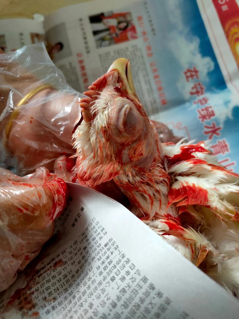 鸡需要补硒吗(肉鸡腹腔积液)-硒宝网