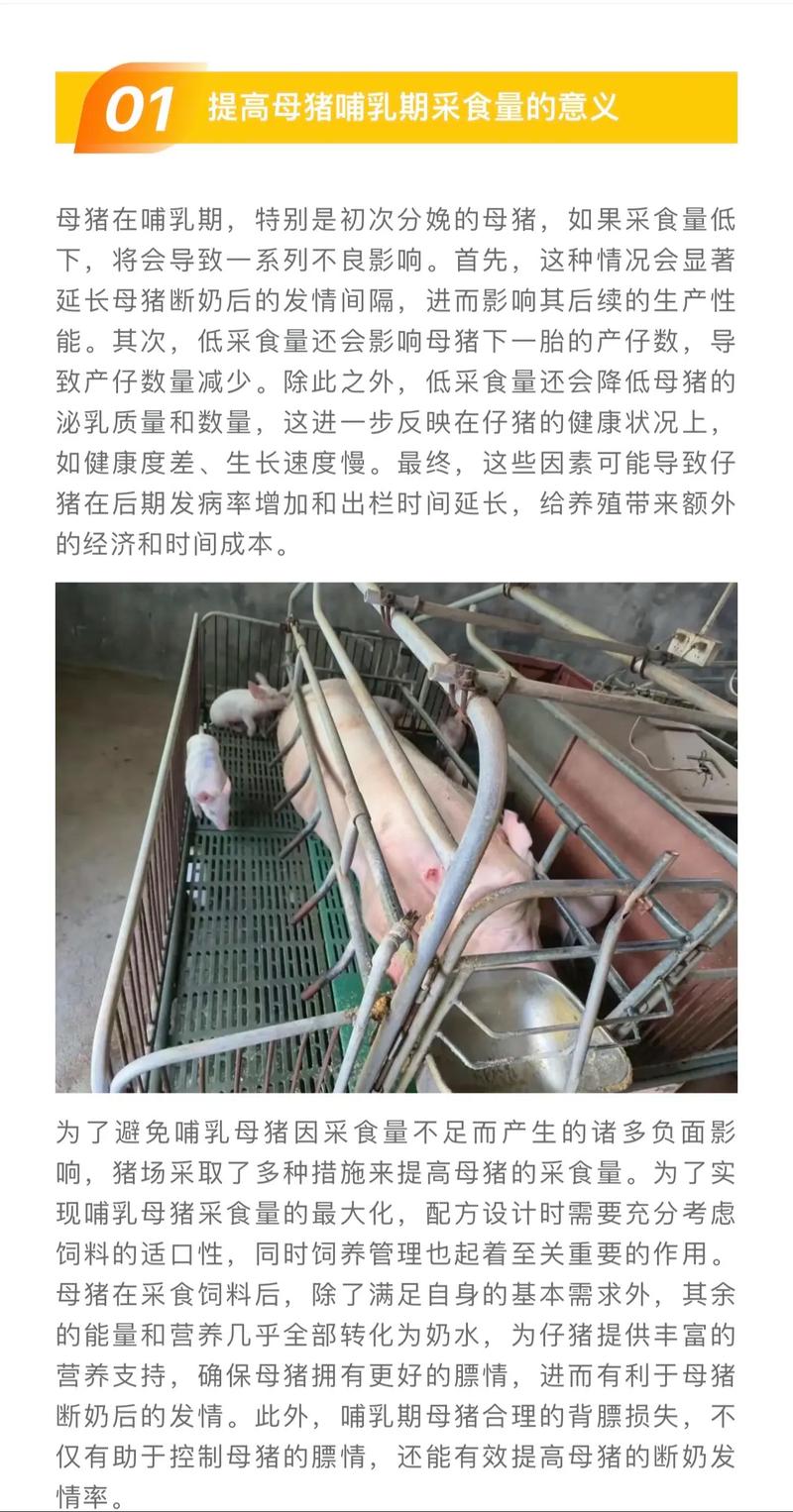 母猪能补硒吗（提高母猪质量）-硒宝网