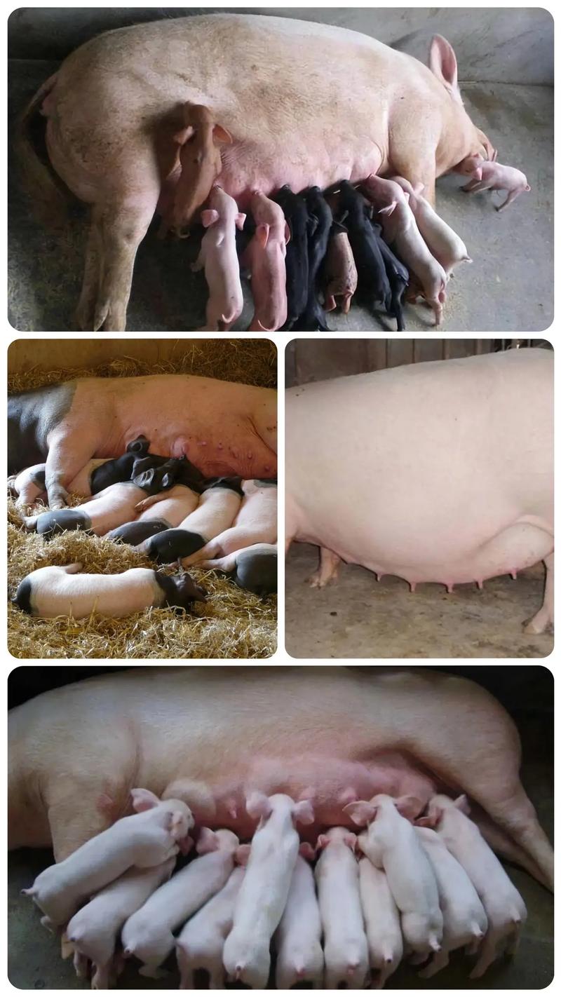 母猪能补硒吗（提高母猪质量）-硒宝网