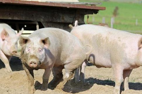 母猪能补硒吗（提高母猪质量）-硒宝网