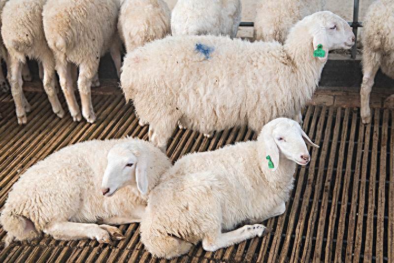 给大母羊补硒（维生素微量元素缺乏导致母羊不发情）-硒宝网