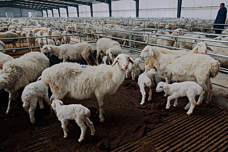 给大母羊补硒（维生素微量元素缺乏导致母羊不发情）-硒宝网