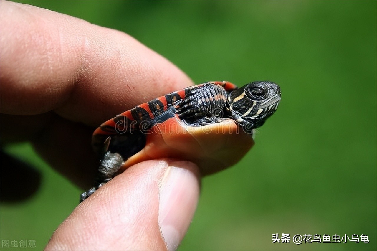 小龟如何补硒(龟运输后开箱静养步骤)-硒宝网