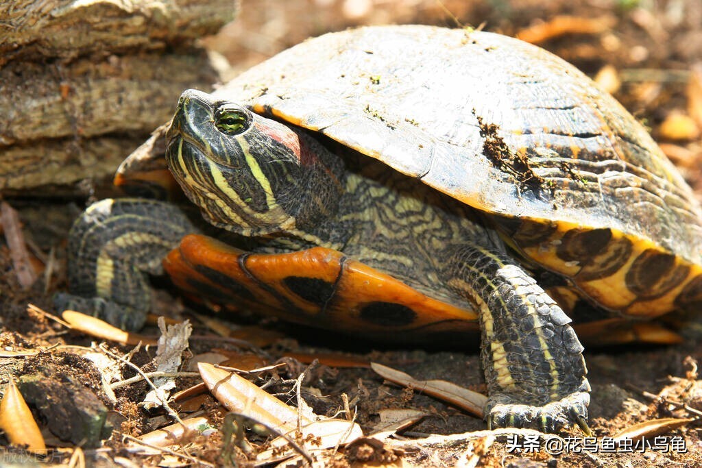 小龟如何补硒(龟运输后开箱静养步骤)-硒宝网
